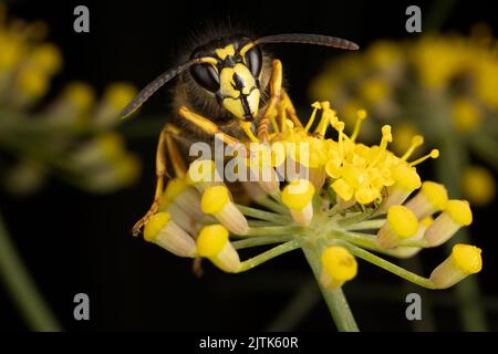 Porträt einer sächsischen Wespe, die sich in einem Kent-Garten auf einer Fenchelblume ernährt. Diese Art ist eine kürzlich von Großbritannien besiedelte Art. Stockfoto