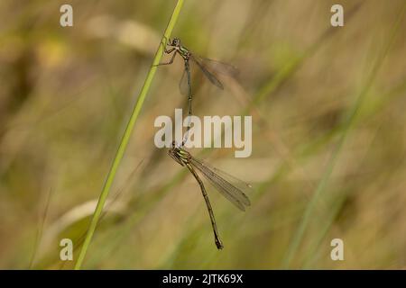 Paarungsweiden Smaragddamselflies. Stockfoto