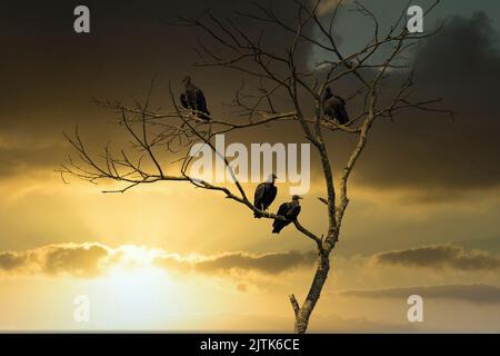 Geier auf Baumzweig bei Sonnenuntergang. Stockfoto