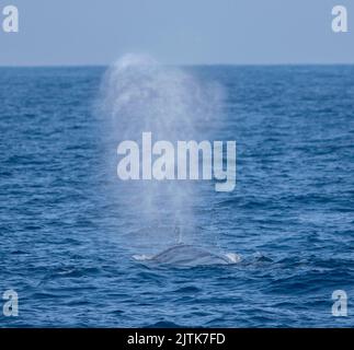 Blauwal, der Wasser ausbläst; Wal, der Wasser aus dem Loch spießt; Wal, der Wasser spritzt; Blauwal aus Mirissa, Sri Lanka Stockfoto