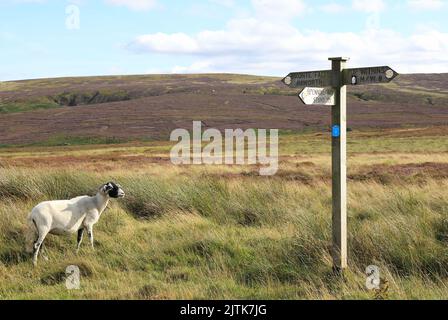 Spazieren Sie von Stanbury auf den Yorkshire Dales über den Bronte Way zur Top Withins Farm, der Kulisse, die Emily Brontes „Wuthering Heights“ inspirierte. Stockfoto