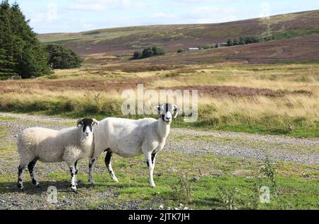 Der Spaziergang von Stanbury über die Yorkshire Dales, entlang des Bronte Way zur Top Withins Farm, war vermutlich die Kulisse, die Emily Brontes „Wuth“ inspirierte Stockfoto