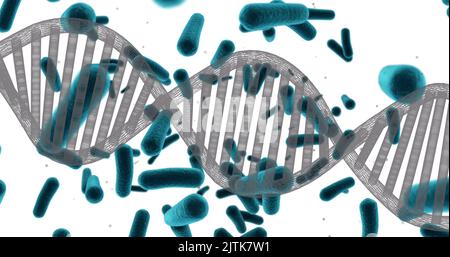 Abbildung des dna-Strangs über den Zellen auf weißem Hintergrund Stockfoto