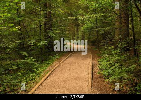 Ein Weg durch den Wald im Naturschutzgebiet Zelenci bei Kranjska Gora in der Region Oberkrain im Nordwesten Sloweniens. Ein geschütztes Feuchtgebiet Stockfoto