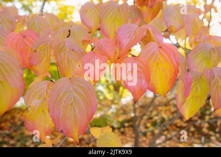 Herbst prunus sargentii oder nordjapanischen Hügel Kirschblätter auf Baum im Park. Gelbe, rote und orangefarbene Farben. Herbst in der Natur und Wetter Konzept. Nahaufnahme, selektiver Fokus Stockfoto