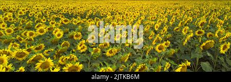 Sonnenblumenfeld im Sommer surrey UK Stockfoto