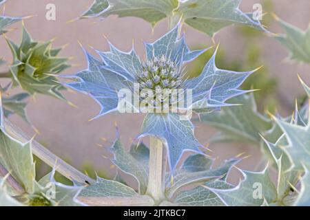 Sea Holly (Eryngium maritimum) Blume gestapelt Foto Norfolk UK GB August 2022 Stockfoto