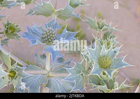 Sea Holly (Eryngium maritimum) Blume gestapelt Foto Norfolk UK GB August 2022 Stockfoto