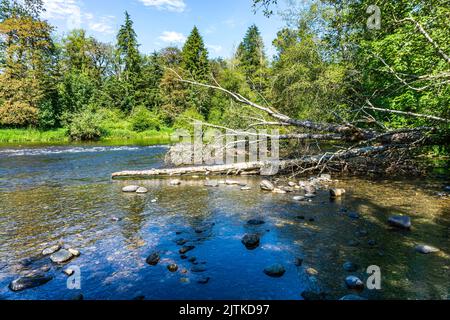 Ein Totholzbaum am Green River im Bundesstaat Washington. Stockfoto