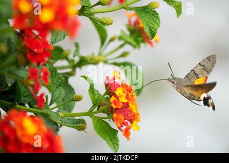 Fliegende Motte zu Blume, Lantana camara, spanische Flagge, Macroglossum stellatarum, Kolibri-Falkenmotte, Nektaring, Blühend, Pflanze Stockfoto