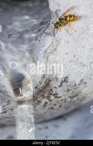 Nahaufnahme der Wespe Stockfoto