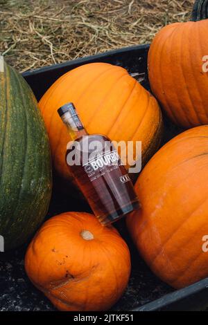 Eine einzelne Flasche Washington State Bourbon Whiskey in einem Kürbisfeld mit einem Maislabyrinth im Hintergrund Stockfoto