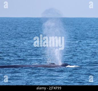 Blauwal, der Wasser ausbläst; Wal, der Wasser aus dem Loch spießt; Wal, der Wasser spritzt; Blauwal aus Mirissa, Sri Lanka Stockfoto