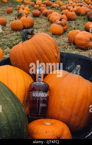 Eine einzelne Flasche Washington State Bourbon Whiskey in einem Kürbisfeld mit einem Maislabyrinth im Hintergrund Stockfoto