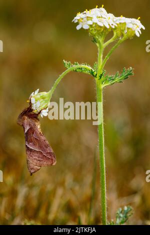 Ein Schneckenwurzelschmetterling an einer Blume Stockfoto