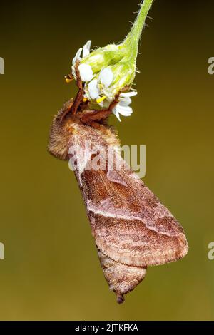 Ein Schneckenwurzelschmetterling an einer Blume Stockfoto