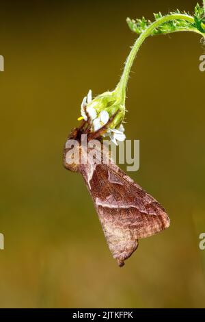 Ein Schneckenwurzelschmetterling an einer Blume Stockfoto