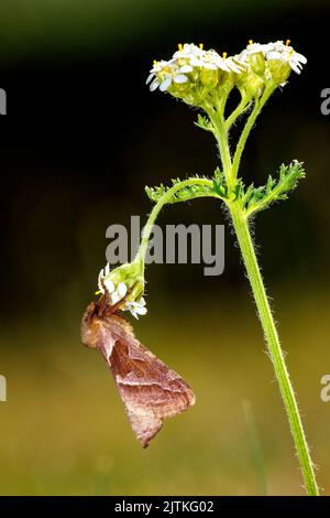 Ein Schneckenwurzelschmetterling an einer Blume Stockfoto