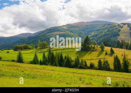 karpaten Landschaft im Herbst. Grasbewachsene Weiden auf den sanften Hügeln in der Nähe des Waldes. Warmes sonniges Wetter in den Bergen Stockfoto