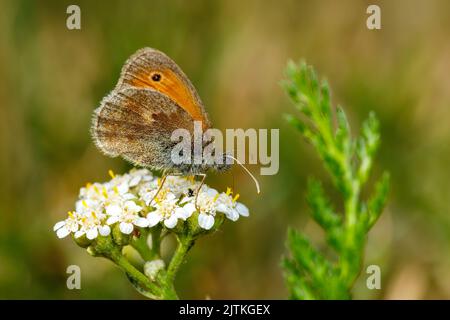 Ein kleiner Ochsenaugen-Schmetterling auf einer Blume Stockfoto