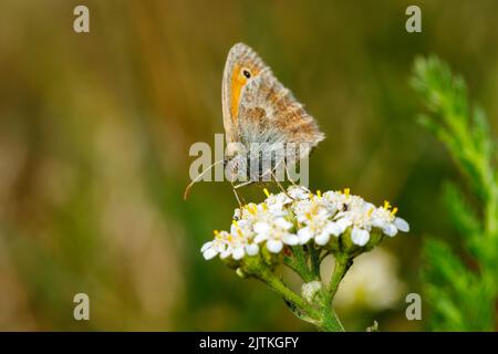 Ein kleiner Ochsenaugen-Schmetterling auf einer Blume Stockfoto