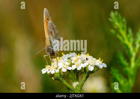 Ein kleiner Ochsenaugen-Schmetterling auf einer Blume Stockfoto