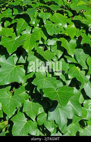 Ivy, Hedera Helix, in einer Nahaufnahme Stockfoto