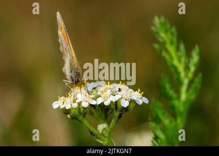 Ein kleiner Ochsenaugen-Schmetterling auf einer Blume Stockfoto