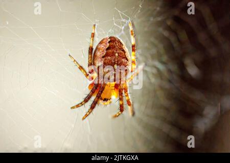 Eine Gartenspinne im Hintergrund Stockfoto