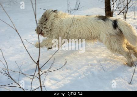 Hund im Winter im Park. Wandern mit Haustier im Schnee. Weißes Fell des Hundes. Aktives Tier. Stockfoto