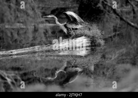 An einem klaren Morgen am Bluff Lake erstreckt sich ein Blaureiher mit seinen Flügeln. Stockfoto