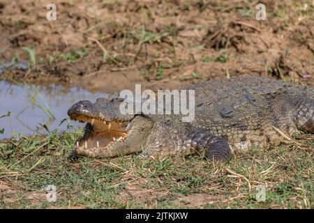 Krokodil auf einem Felsen; Krokodil auf einem Felsen; Krokodil auf dem Boden; Krokodil, das sich in der Sonne sonnt; Krokodile, die ruhen; Räuberkrokodil Stockfoto