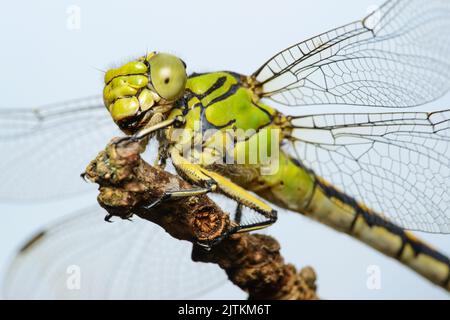 Große grüne Libelle weibliche grüne Schnecke (Ophiogomphus cecilia) auf einem trockenen Zweig gegen den Himmel Stockfoto