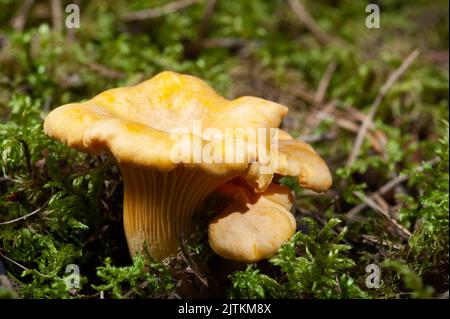 Leuchtend orange Pfifferlinge Pilze unter dem Moos auf dem Boden im Wald Stockfoto