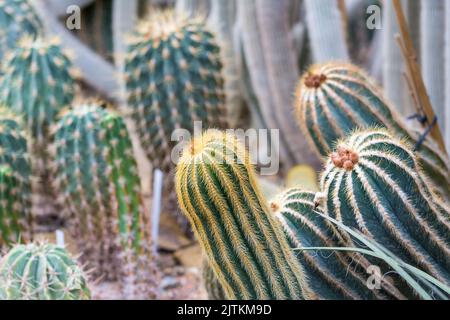 Nahaufnahme Detailansicht der Kaktuspflanze im botanischen Garten. Stockfoto
