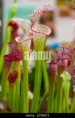 Nahaufnahme der sarracenia leucophylla-Pflanze. Grüne Insektenfrebende Pflanze wächst im Garten. Interessante botanische Blätter mit Trompetenform. Stockfoto