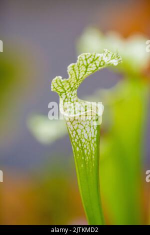 Nahaufnahme der sarracenia leucophylla-Pflanze. Grüne Insektenfrebende Pflanze wächst im Garten. Interessante botanische Blätter mit Trompetenform. Stockfoto