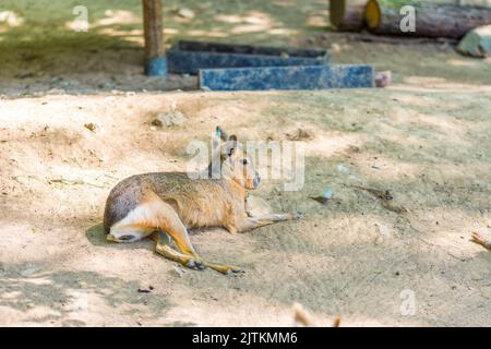 Mara Tier (lateinischer Name Dolichotis patagonum) auf dem schmutzigen Boden. Foto von Nagetieren Wildtier. Stockfoto