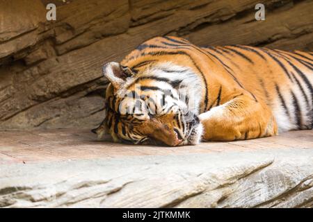 Tiger (lateinischer Name Panthera tigris sumatrae) Tier Tierwelt Foto. Stockfoto