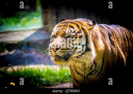 Tiger (lateinischer Name Panthera tigris sumatrae) Tier Tierwelt Foto. Stockfoto