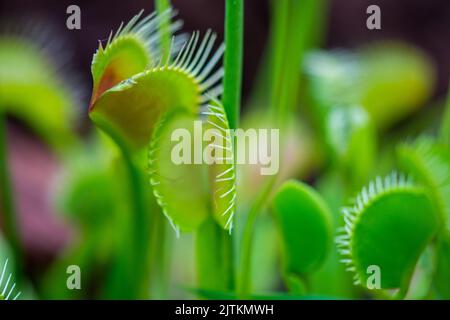 Trap-Blatt der dionaea muscipula carnivorous Pflanze. Nahaufnahme Blick auf Blätter und Insekten im Inneren. Stockfoto
