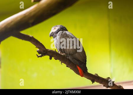 Grauer Papagei (lateinischer Name Psittacus Erithacus) auf dem Holzzweig. Junger Papagei, grüner Hintergrund. Afrikanisches Tier. Stockfoto