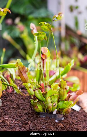 Sarracenia fleischfressende Pflanze wächst im Garten. Insektenfrebende Pflanze mit Blättern als Falle. Stockfoto