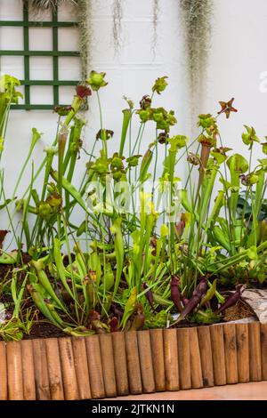 Sarracenia fleischfressende Pflanze wächst im Garten. Insektenfrebende Pflanze mit Blättern als Falle. Stockfoto