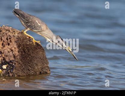 Vogeljagd; Vogelfresser an Fischen; Schwarzkronen-Nachtreiher; Vogel, der auf einem Zweig ruht; Vogel, der auf einem Zweig hockt; Reiher, der auf einem Zweig ruht; Stockfoto