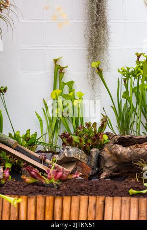 Sarracenia fleischfressende Pflanze wächst im Garten. Insektenfrebende Pflanze mit Blättern als Falle. Stockfoto