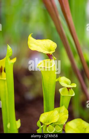 Sarracenia fleischfressende Pflanze wächst im Garten. Insektenfrebende Pflanze mit Blättern als Falle. Stockfoto