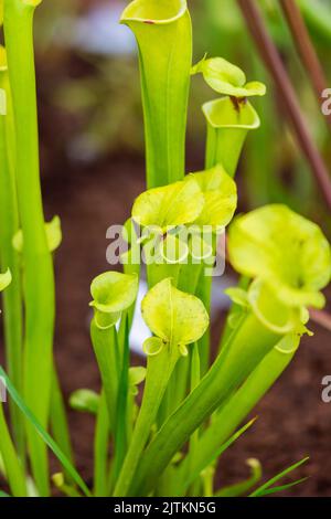 Sarracenia fleischfressende Pflanze wächst im Garten. Insektenfrebende Pflanze mit Blättern als Falle. Stockfoto