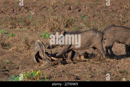 Wildschweinfressen an einem Schlachtkörper; Wildschweinfütterung an einem Schlachtkörper; Schweinefutter; Wildschweinfressen; Wildschweinfütterung; Stockfoto