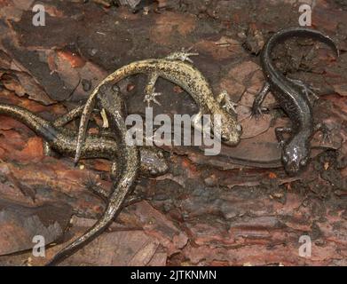 Nahaufnahme einer Ansammlung von brasig gefärbten Hokkaido-Salamandern, Hynobius retardatus, der auf Holz mit einem abnorm brasig gefärbten Jungtier sitzt Stockfoto